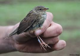 Image result for Locustella lanceolata