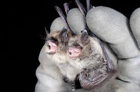 Attēlu rezultāti vaicājumam “Myotis brandtii”