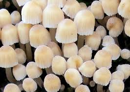 Attēlu rezultāti vaicājumam “Octospora splachnophila”