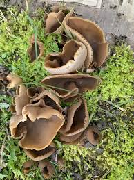 Attēlu rezultāti vaicājumam “Peziza varia”