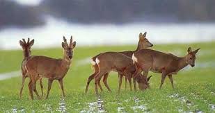 Attēlu rezultāti vaicājumam “Capreolus capreolus”