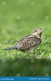 Attēlu rezultāti vaicājumam “Jynx torquilla adult”