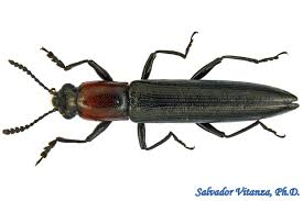 Attēlu rezultāti vaicājumam “Erotylidae”