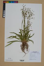 Attēlu rezultāti vaicājumam “Luzula pilosa”