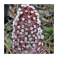 Attēlu rezultāti vaicājumam “Petasites hybridus flower”