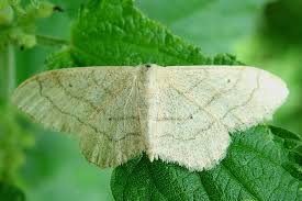 Attēlu rezultāti vaicājumam “Idaea aversata”