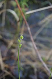 Attēlu rezultāti vaicājumam “Carex loliacea”