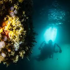 Image result for St. Albans Snorkelling Club (SASC)