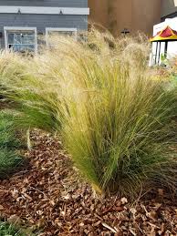 Attēlu rezultāti vaicājumam “Najas tenuissima”