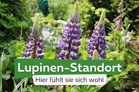 Image result for Lupinen
