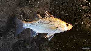 Image result for Morone chrysops