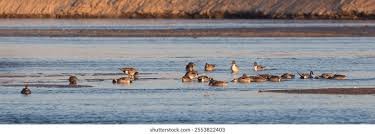 Attēlu rezultāti vaicājumam “Anseriformes”