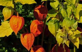 Attēlu rezultāti vaicājumam “Physalis alkekengi leaf”