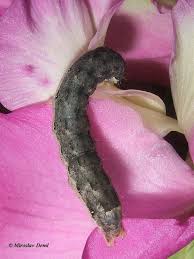 Attēlu rezultāti vaicājumam “Mamestra brassicae larva”