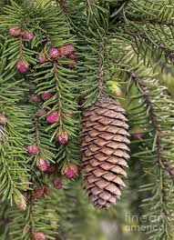 Attēlu rezultāti vaicājumam “Picea abies female flower”