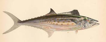 Image result for Scomberomorus maculatus