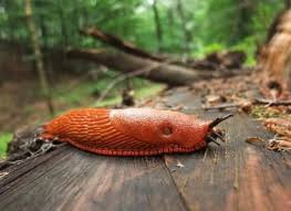 Attēlu rezultāti vaicājumam “Arion rufus”