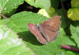 Attēlu rezultāti vaicājumam “Favonius quercus”