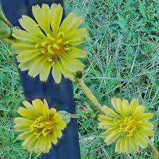 Attēlu rezultāti vaicājumam “Lactuca serriola”