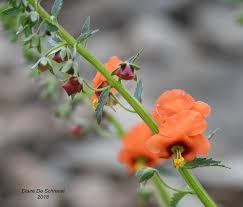 Image result for Alonsoa liniflora