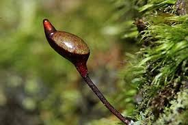 Attēlu rezultāti vaicājumam “Buxbaumia aphylla sporophyte”