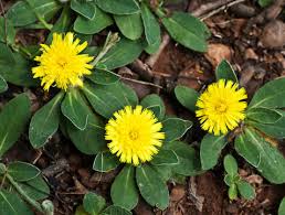 Image result for Hieracium pilosella