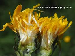 Attēlu rezultāti vaicājumam “Crepis biennis”