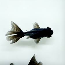 Image result for 金魚