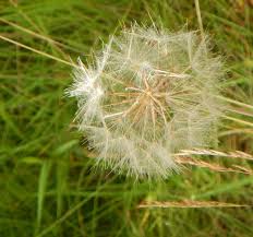 Attēlu rezultāti vaicājumam “Tragopogon pratensis subsp. pratensis”