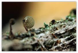 Attēlu rezultāti vaicājumam “Cribraria splendens macro”