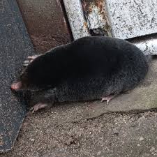 Attēlu rezultāti vaicājumam “Talpa europaea”