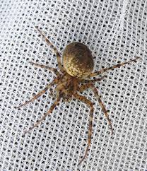 Attēlu rezultāti vaicājumam “Metellina merianae”