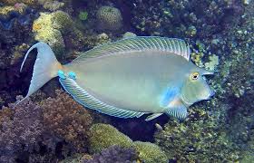 Image result for Naso unicornis