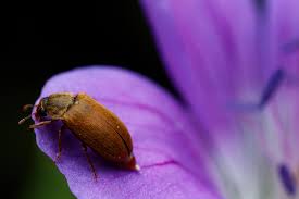 Attēlu rezultāti vaicājumam “Byturus tomentosus”