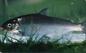 Image result for Coregonus lavaretus