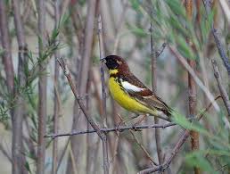 Image result for Emberiza aureola
