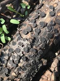 Attēlu rezultāti vaicājumam “Biscogniauxia marginata”