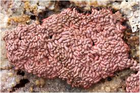 Attēlu rezultāti vaicājumam “Arcyria stipata”