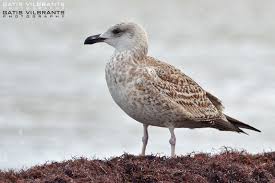 Attēlu rezultāti vaicājumam “Larus marinus”