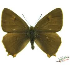 Attēlu rezultāti vaicājumam “Thecla betulae”