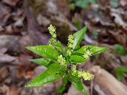 Attēlu rezultāti vaicājumam “Mercurialis perennis bud”