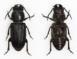 Attēlu rezultāti vaicājumam “Spondylis buprestoides”