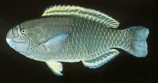 Image result for Chlorurus perspicillatus