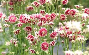 Image result for Aquilegia vulgaris `Nora Barlow`