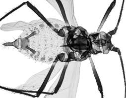 Attēlu rezultāti vaicājumam “Macrosiphoniella millefolii”