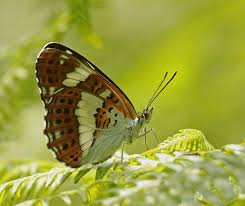 Attēlu rezultāti vaicājumam “Limenitis camilla”