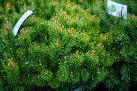 Attēlu rezultāti vaicājumam “Pinus”