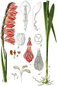 Attēlu rezultāti vaicājumam “Gladiolus imbricatus bud”