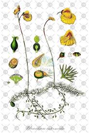 Attēlu rezultāti vaicājumam “Utricularia intermedia”