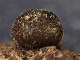 Attēlu rezultāti vaicājumam “Lycogala exiguum aggr.”